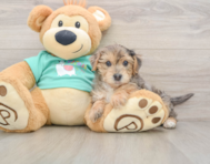 9 week old Yorkie Poo Puppy For Sale - Simply Southern Pups