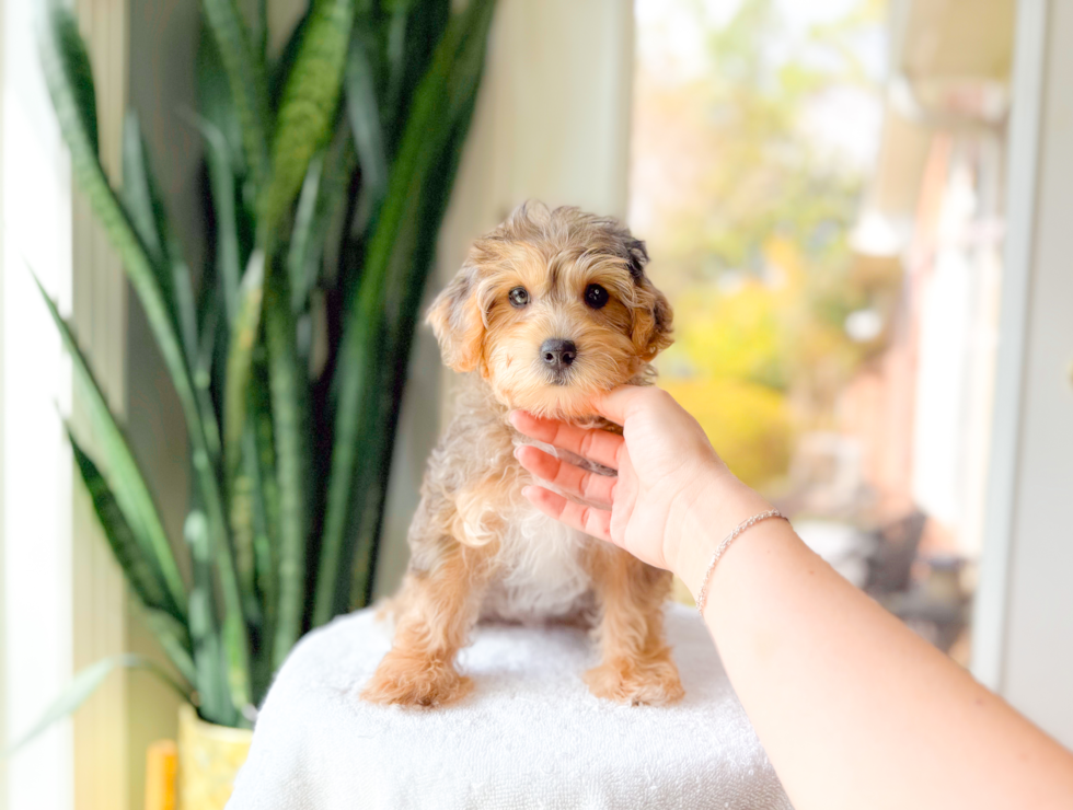 Best Yorkie Poo Baby