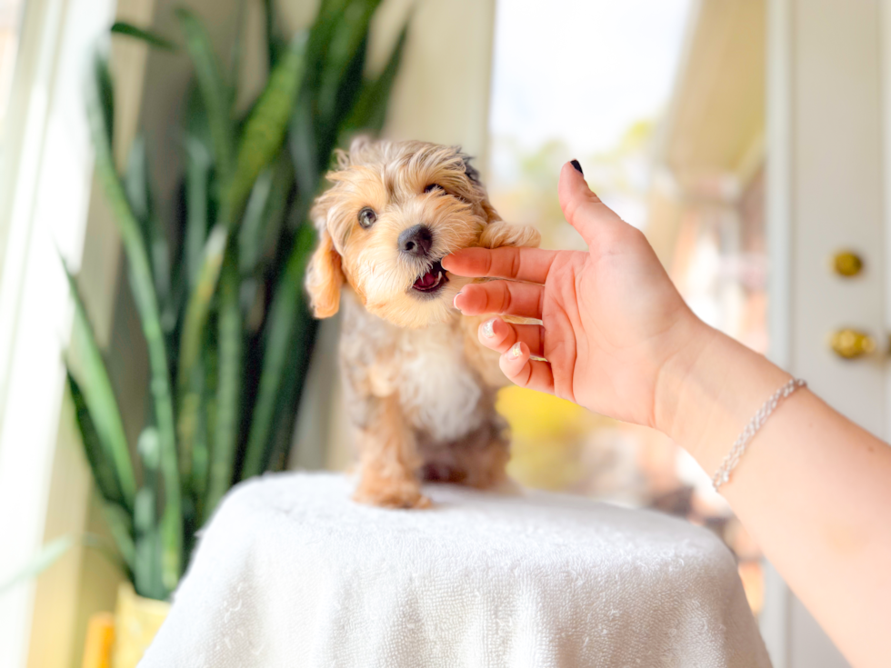Yorkie Poo Pup Being Cute