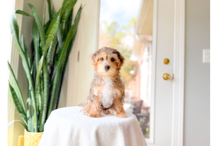 Best Yorkie Poo Baby