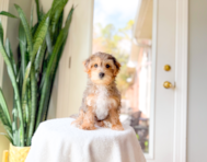 10 week old Yorkie Poo Puppy For Sale - Simply Southern Pups