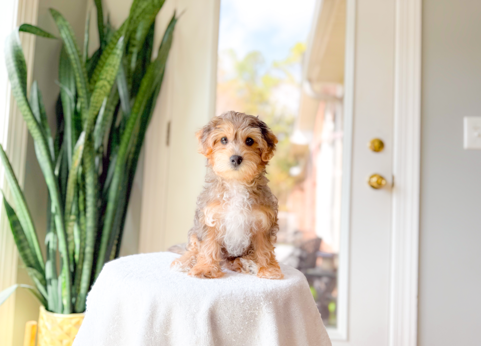 Best Yorkie Poo Baby