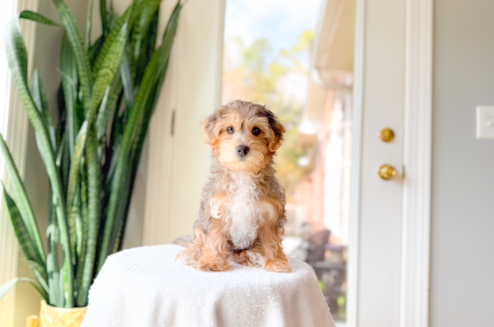 Best Yorkie Poo Baby