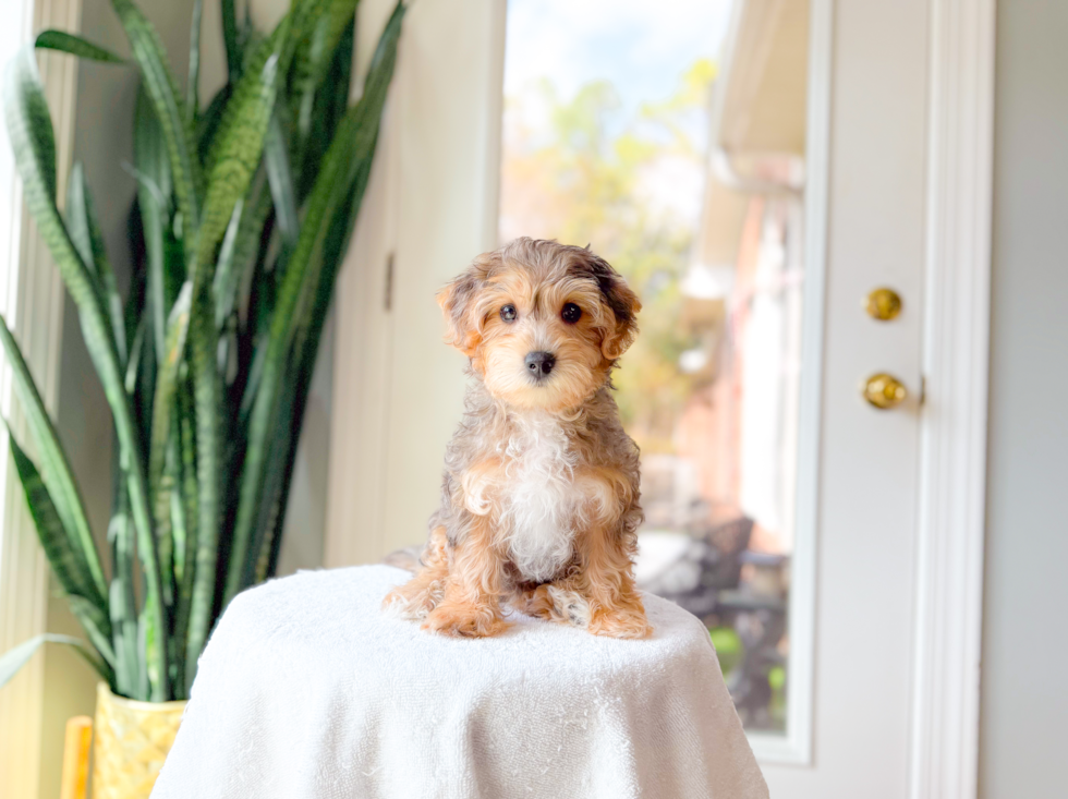Cute Yorkie Poo Baby