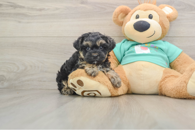Yorkie Poo Puppy for Adoption