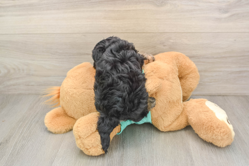 Funny Yorkie Poo Poodle Mix Pup