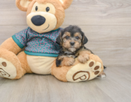 7 week old Yorkie Poo Puppy For Sale - Simply Southern Pups