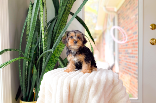 Cute Yorkie Poo Baby