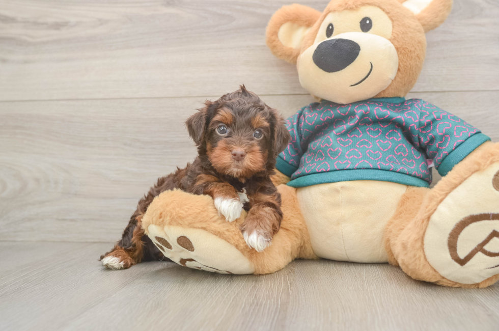6 week old Yorkie Poo Puppy For Sale - Simply Southern Pups