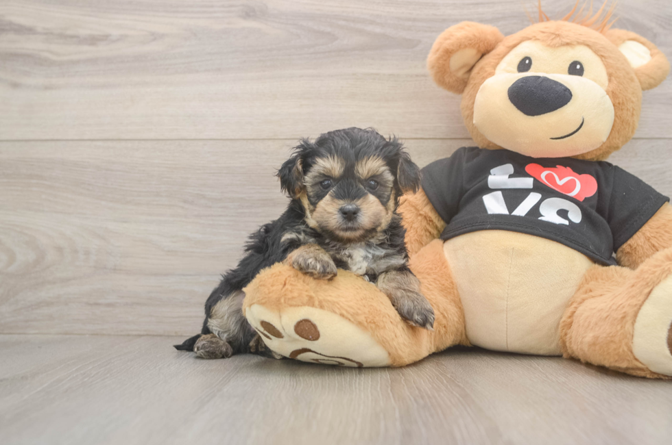 5 week old Yorkie Poo Puppy For Sale - Simply Southern Pups