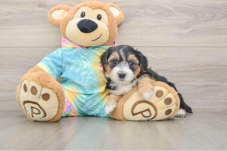 Hypoallergenic Yorkie Doodle Poodle Mix Puppy