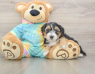 8 week old Yorkie Poo Puppy For Sale - Simply Southern Pups