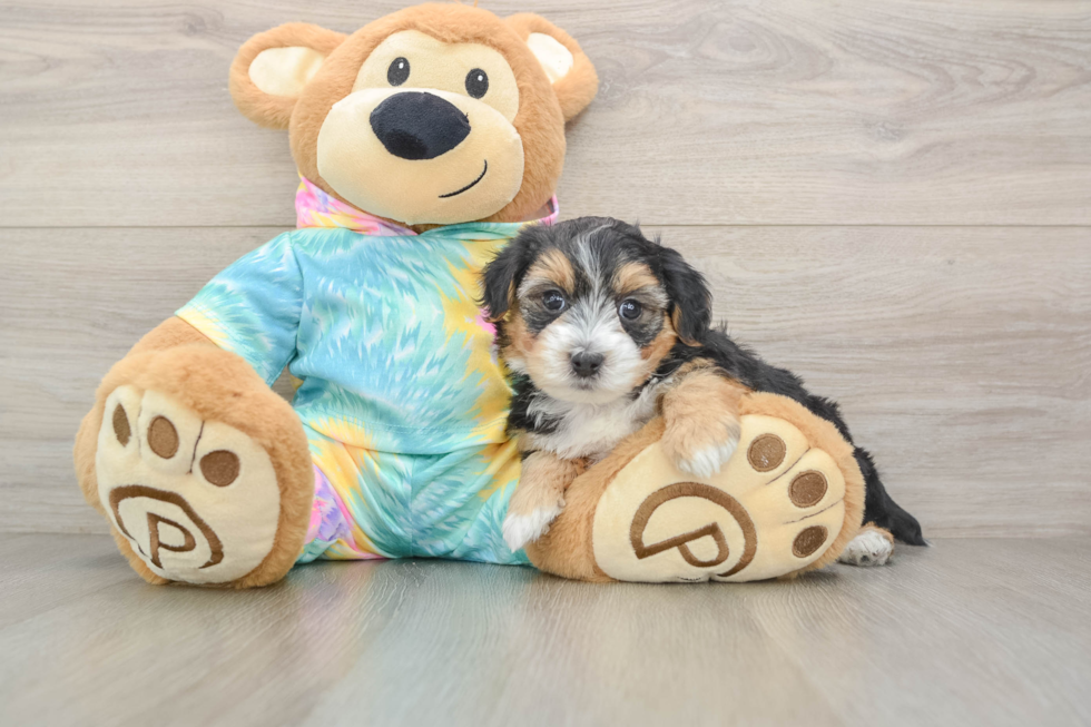 Hypoallergenic Yorkie Doodle Poodle Mix Puppy