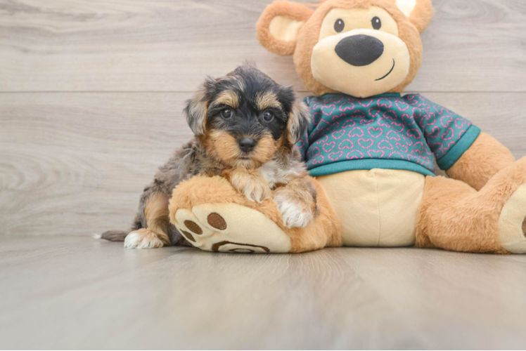 Energetic Yorkipoo Poodle Mix Puppy