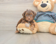 8 week old Yorkie Poo Puppy For Sale - Simply Southern Pups