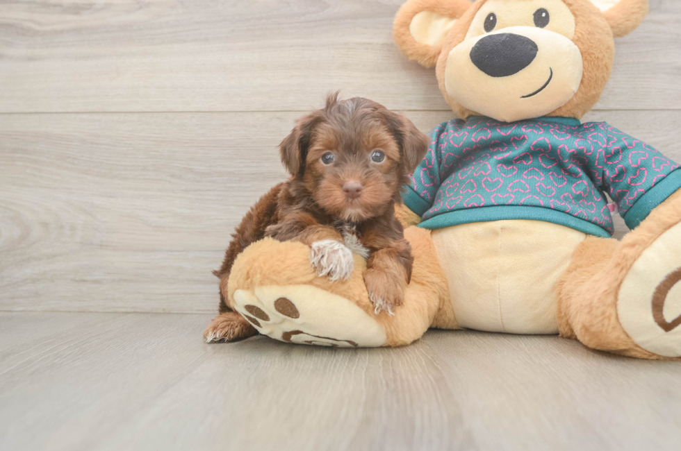6 week old Yorkie Poo Puppy For Sale - Simply Southern Pups