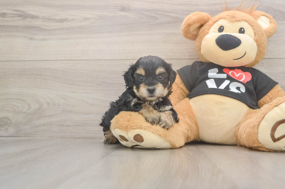 5 week old Yorkie Poo Puppy For Sale - Simply Southern Pups