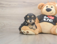 7 week old Yorkie Poo Puppy For Sale - Simply Southern Pups 7 week old Yorkie Poo Puppy For Sale - Simply Southern Pups