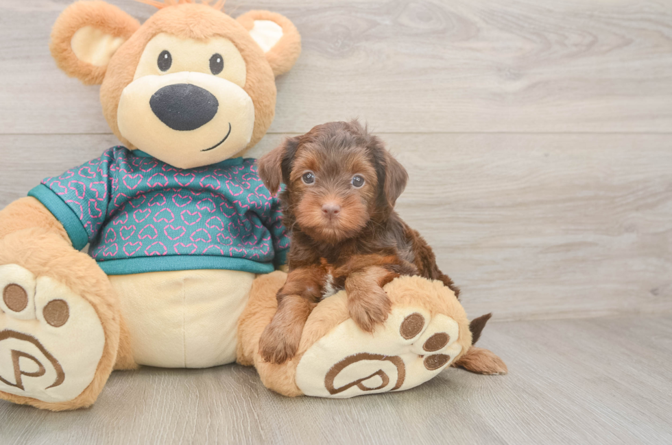 6 week old Yorkie Poo Puppy For Sale - Simply Southern Pups