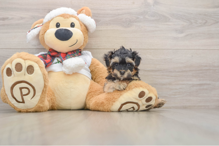 Yorkie Poo Pup Being Cute