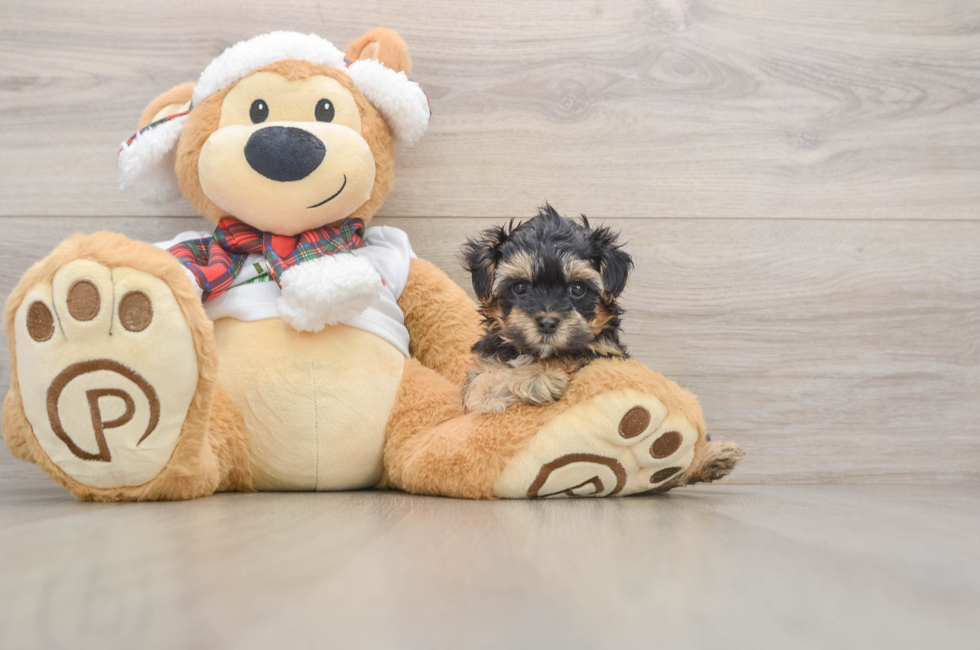 5 week old Yorkie Poo Puppy For Sale - Simply Southern Pups
