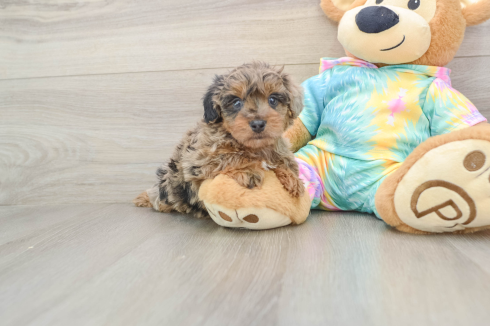Yorkie Poo Puppy for Adoption