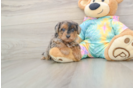 Yorkie Poo Puppy for Adoption