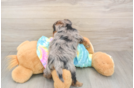 Yorkie Poo Puppy for Adoption