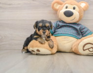 7 week old Yorkie Poo Puppy For Sale - Simply Southern Pups