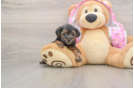 Yorkie Poo Puppy for Adoption