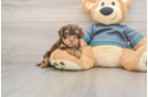 Funny Yorkie Poo Poodle Mix Pup