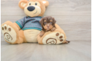 Energetic Yorkipoo Poodle Mix Puppy