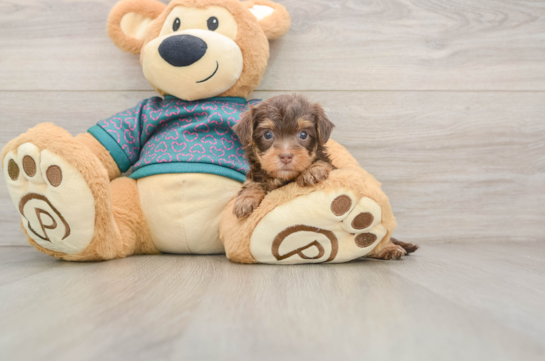 Energetic Yorkipoo Poodle Mix Puppy