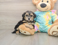 5 week old Yorkie Poo Puppy For Sale - Simply Southern Pups