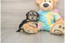 Yorkie Poo Puppy for Adoption