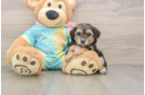 Yorkie Poo Puppy for Adoption