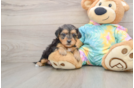 Yorkie Poo Puppy for Adoption