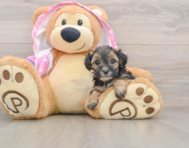 7 week old Yorkie Poo Puppy For Sale - Simply Southern Pups