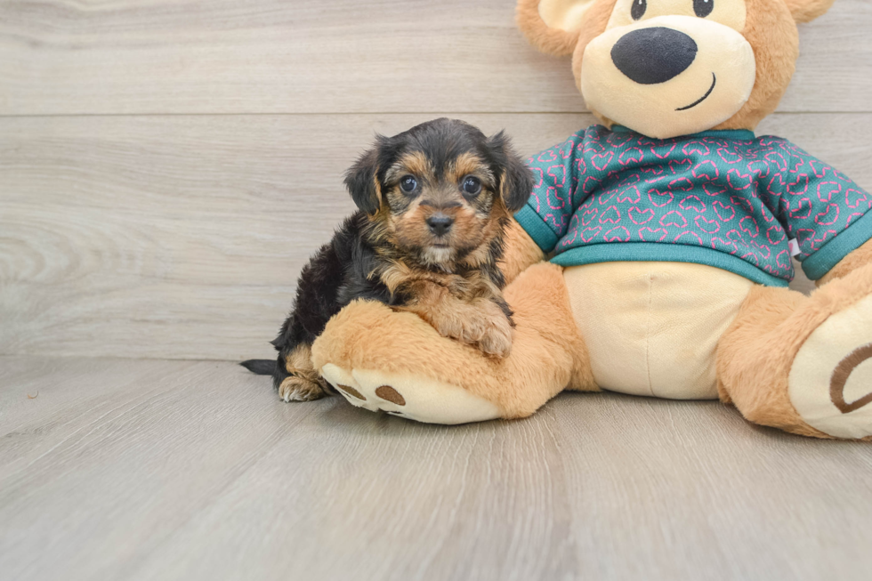Smart Yorkie Poo Poodle Mix Pup