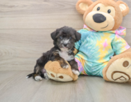 5 week old Yorkie Poo Puppy For Sale - Simply Southern Pups