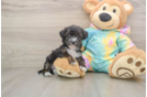 Little Yorkie Poodle Mix Poodle Mix Puppy