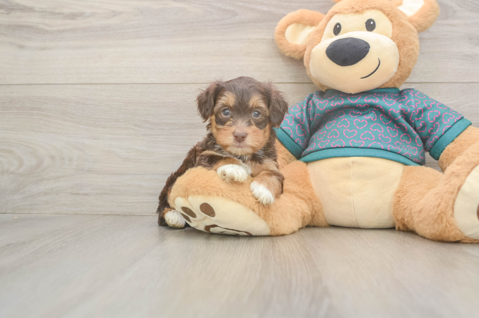 5 week old Yorkie Poo Puppy For Sale - Simply Southern Pups