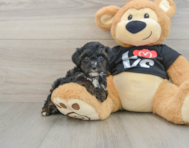 7 week old Yorkie Poo Puppy For Sale - Simply Southern Pups