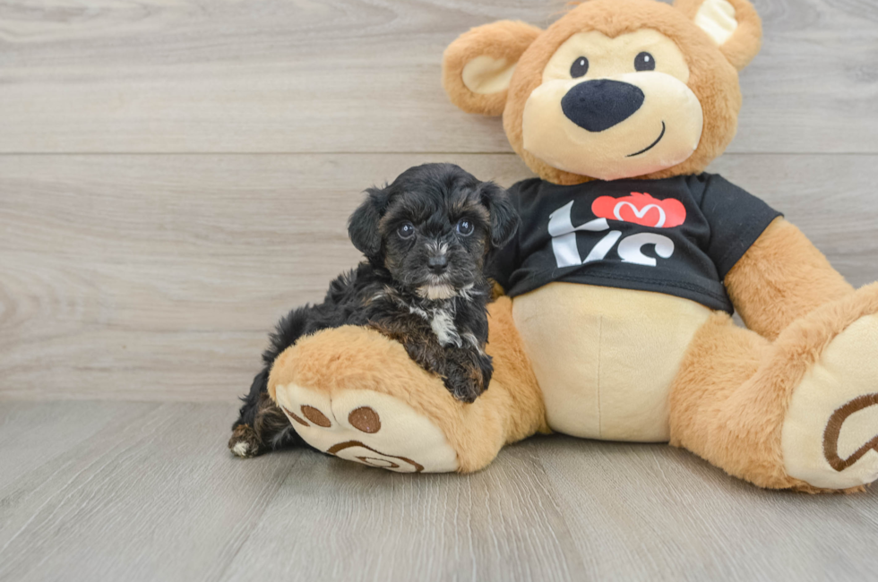 6 week old Yorkie Poo Puppy For Sale - Simply Southern Pups