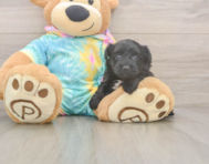 8 week old Yorkie Poo Puppy For Sale - Simply Southern Pups