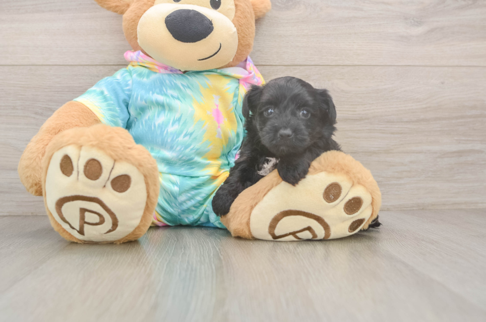 5 week old Yorkie Poo Puppy For Sale - Simply Southern Pups