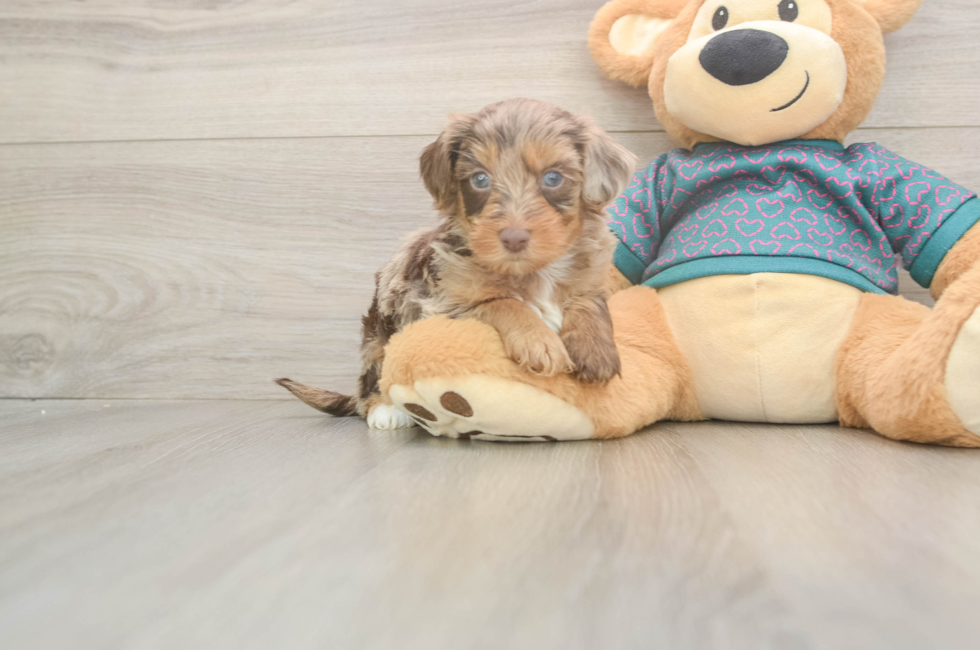 5 week old Yorkie Poo Puppy For Sale - Simply Southern Pups
