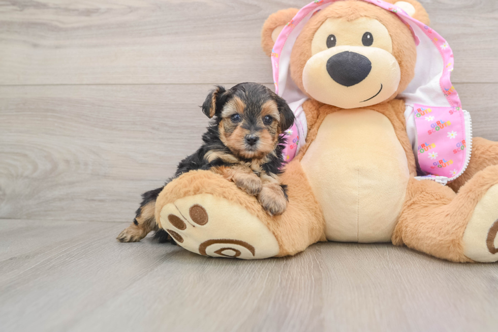 Cute Yorkie Poo Baby