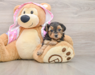 7 week old Yorkie Poo Puppy For Sale - Simply Southern Pups