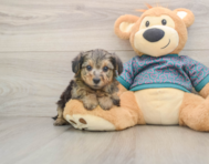 7 week old Yorkie Poo Puppy For Sale - Simply Southern Pups